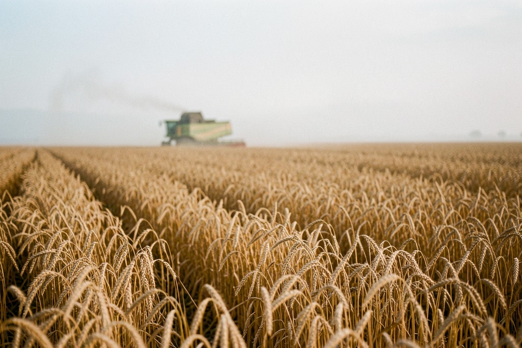 Combine working across a soybean field in the Argentine Pampas